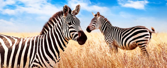Fototapeten Zebras in der afrikanischen Savanne. Serengeti-Nationalpark. Afrika. Tansania. Breites Format. © delbars