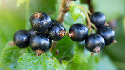 Black currant berries on a branch in summer garden. - obrazy, fototapety, plakaty