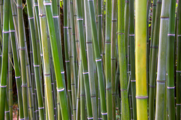 Bamboe forrest