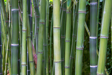 Green Bamboo forrest