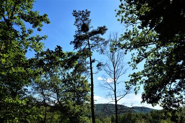 Wald