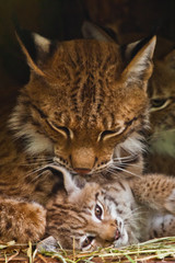 Fototapeta na wymiar lynx mom plays with a cute little lynx kitten, kind and lovely.