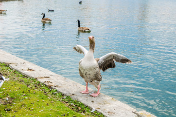 Brown gray duck spread its wings near the pond