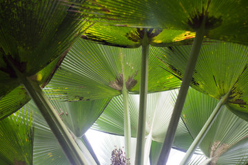 Palm leaf