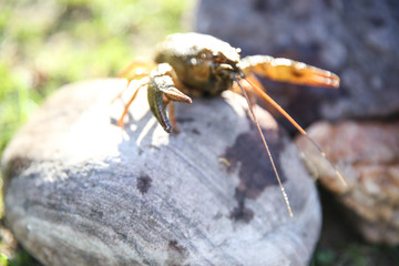 Background of brown live crayfish on stone close up. crayfish raised its claws up on the rock