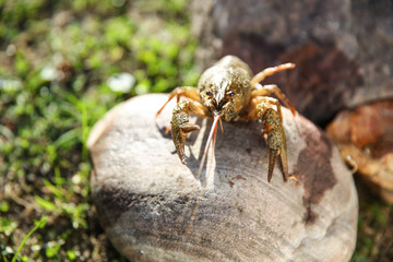 background of crayfish on stone close up