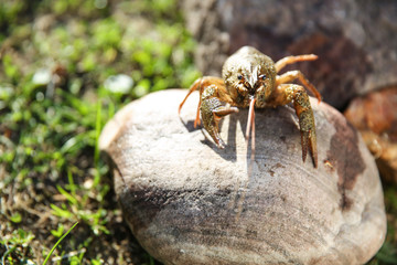 background of brown live crayfish on stone close up