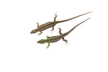 two sand lizards on white background with copy space, view from above