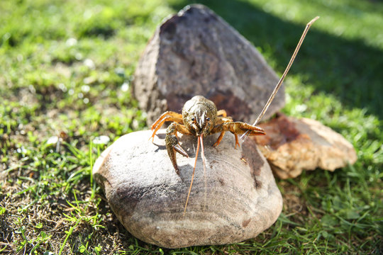 crayfish on the stone. crayfish clamped a stick in the claw. animal threatens with a stick