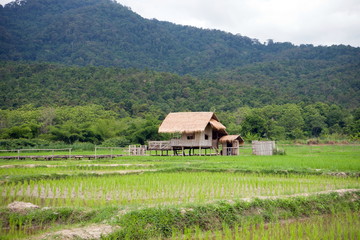 Fototapeta na wymiar Huts in rice fields