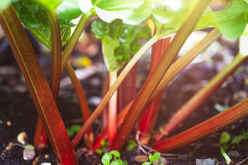 Rhubarb growing in the garden during spring