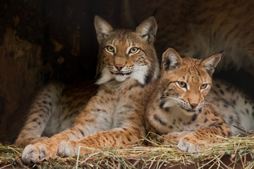Two lynxes (probably friends) lie quietly watching with beautiful clear eyes, dark