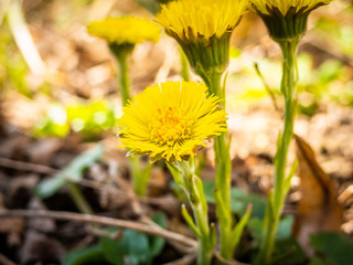 kwiaty owady wiosna © Tomasz