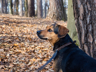 lolson pieknopies piesek © Tomasz