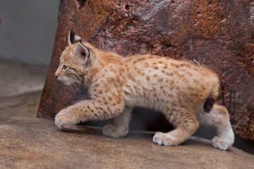 tiny lynx kitten is coming.. to meet the adventures of a brave little baby.