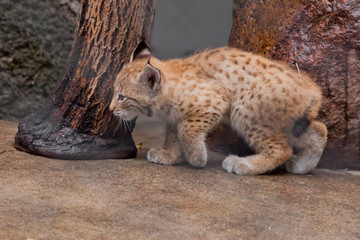 tiny lynx kitten is coming.. to meet the adventures of a brave little baby.