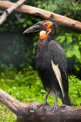  large black Kafi raven (from the rhinoceros bird squad) from South Africa has a black feather and a red muzzle beak.