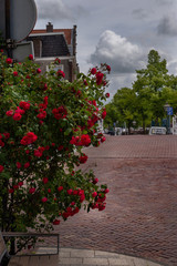 Obraz premium Bush of roses on the red brick pawn and white clouds in the background