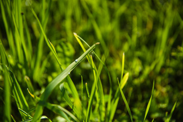 background of dew drop on the grass in the morning