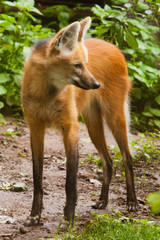 long-legged south american red wolf
