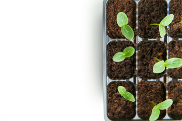 cucumber seedlings on a white background top view with copy space.