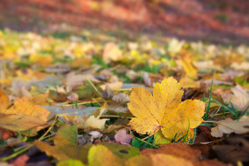 Yellow autumn maple leaf isolated on a color background.