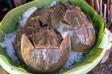 Many fresh pimps are sold in the seafood market. Thai food. Spicy Horseshoe Crab Egg Salad, Pimp egg salad. Thai sea food. Pimp of street food in market.