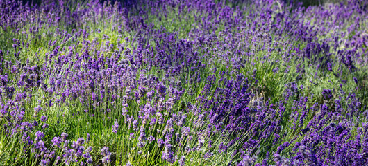 Lavender flowers, Closeup view of a lavender field blooming in spring