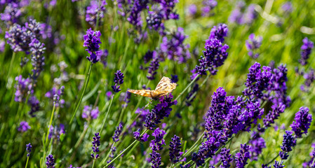Naklejka premium Lavender flowers, Closeup view of a butterfly on a lavender blossom in spring