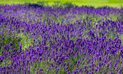 Fototapeta premium Lavender flowers, Closeup view of a lavender field blooming in spring