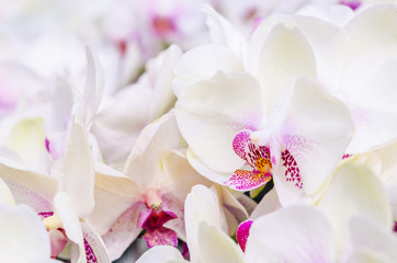 Fototapeta na wymiar Branch of blooming white orchid.