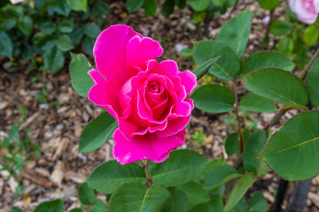 Rose flower closeup