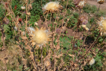 Fluffy flower dry thorny plants. Close-up