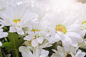 White chrysanthemum flowers