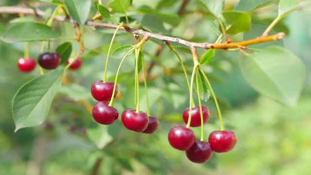 Closeup Of Fresh Organic Ripe Cherries On A Cherry Tree In Summer Handheld Shot