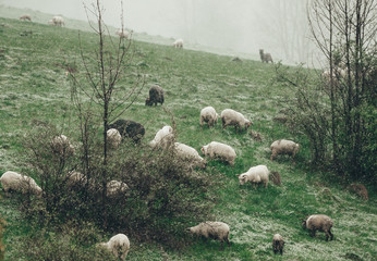 Flock of white sheep are grazed among bushes on snow-covered meadows of Tatra mountains