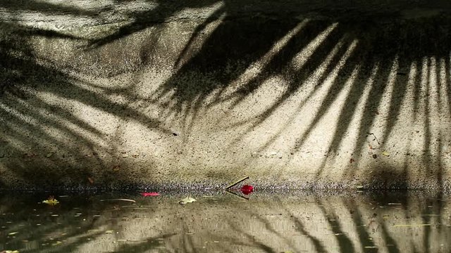 Beautifully moving abstract shadow of Chinese fan palm tree leaves on old canal concrete wall and water. Fallen orange-red flame tree and yellow copperpod flowers on the wall and water.