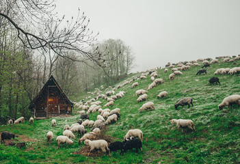 Flock of sheep grazing on green mountain slope in snowy day. The hut of the shepherd in a background.