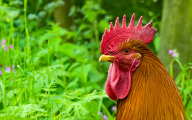 Close up profile of a Rhode Island Red cockerel, showing comb, wattle, beak and neck plumage in natural setting Staring to camera. With bokeh background. Space for copy.
