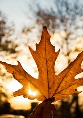 Fototapeta premium Tree and leafs in beautiful green nature garden, natural color background