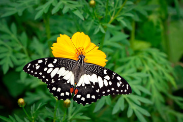 Image of lime butterfly(Papilio demoleus) is sucking nectar from flowers on a natural background. Insects. Animals.
