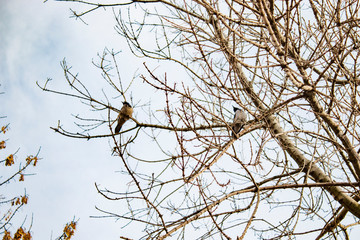 Tree and leafs in beautiful green nature garden, natural color background