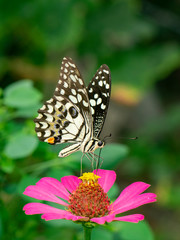 Image of lime butterfly(Papilio demoleus) is sucking nectar from flowers on a natural background. Insects. Animals.