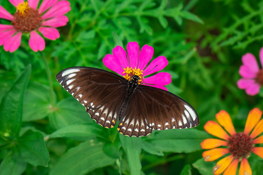 Image of common indian crow(Euploea core layardi) is sucking nectar from flowers on a natural background. Insects. Animals.