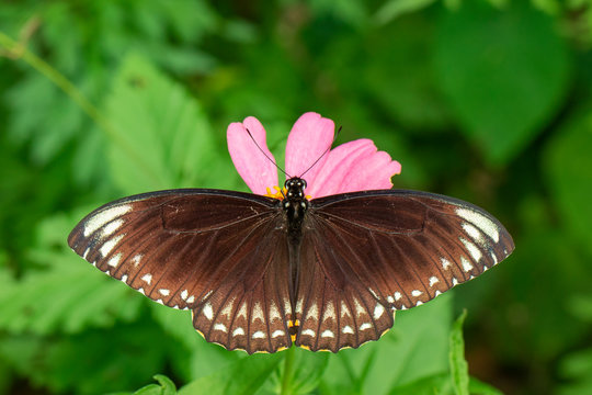 Image of common indian crow(Euploea core layardi) is sucking nectar from flowers on a natural background. Insects. Animals.