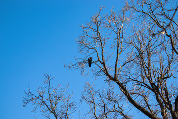 Tree and leafs in beautiful green nature garden, natural color background