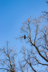 Tree and leafs in beautiful green nature garden, natural color background