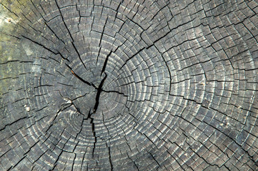 Close up, macro. The texture of the old, cracked wood. Slice, visible circles.