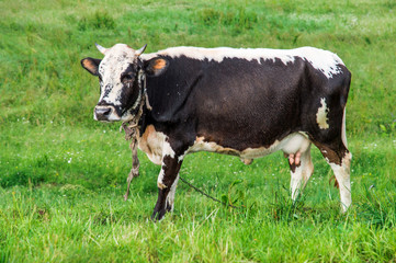 Close up, macro. A cow with a udder full of milk is grazed on a summer meadow.