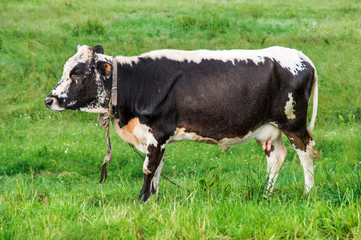 Close up. Rural farm. A cow with a udder full of milk is grazed on a summer green meadow.